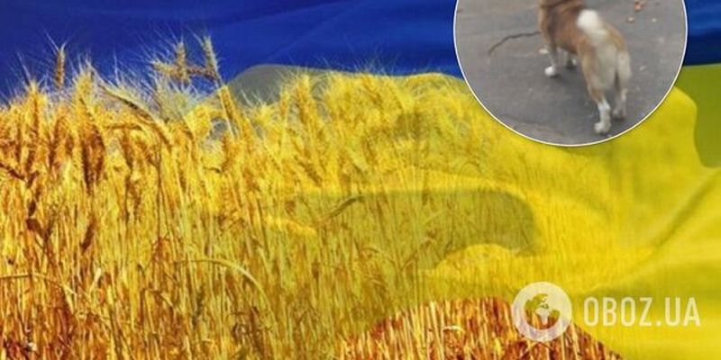 Пел гимн: украинцев покорило видео ВСУ с псом-патриотом