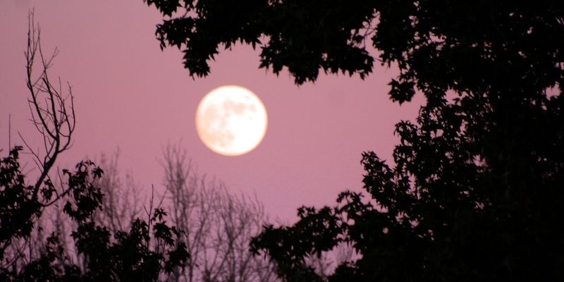 Розовая луна: когда украинцы смогут увидеть редкое природное явление