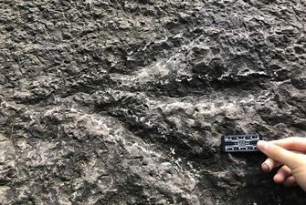 Ніби курячі лапки: у Китаї знайшли сліди динозавра, залишені 190 млн років тому
