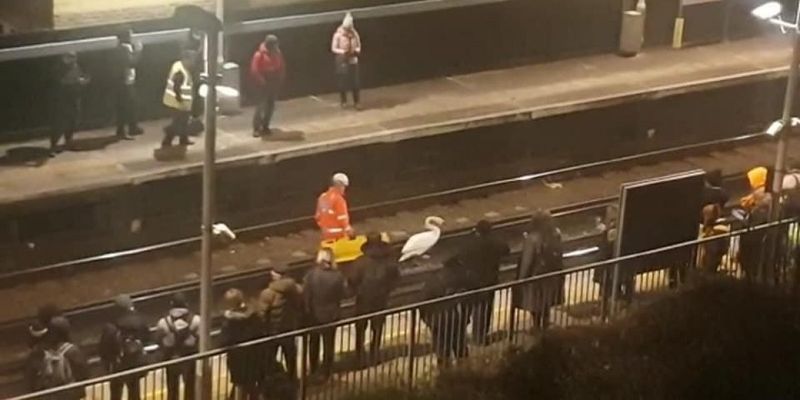 Травмований лебідь на 1,5 години паралізував роботу метро в Лондоні