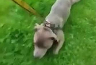 Пришлось тащить волоком: упрямый щенок наотрез отказался уходить из парка
