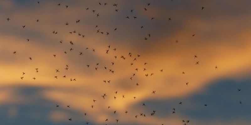 Украину атакует мошкара: как уберечься от надокучливых насекомых