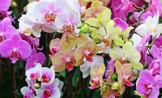 Почему нельзя подкармливать орхидею во время цветения: нужно знать определенные нюансы