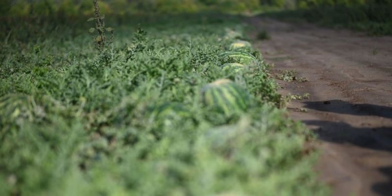 На Закарпатье выращивают арбузы в промышленных объемах