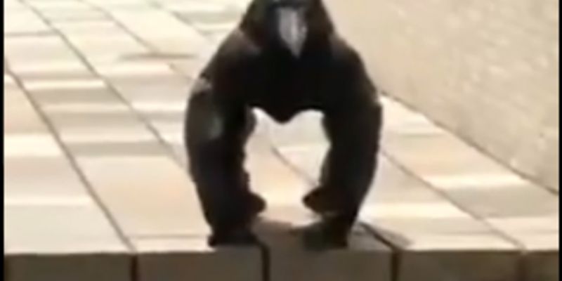 "Ворона-горилла преследует вас": новая оптическая иллюзия перепугала сеть