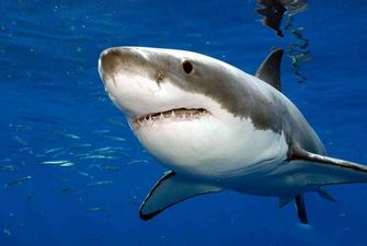 Більше сотні країн домовилися посилити захист акул і скатів