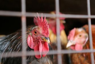 Ветеринари заявили про ліквідацію вірусу пташиного грипу у Вінницькій області