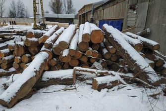 Посадовці лісгоспу Житомирщини розікрали державної деревини на 3 мільйони гривень