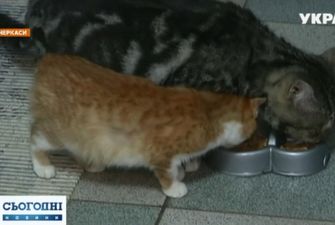 Сладкая парочка: история двух бывших бездомных котов покорила Черкассы