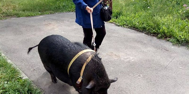Весит почти 100 кг и имеет место для сна: в Киеве жители многоэтажки держат вьетнамскую свинью. Видео