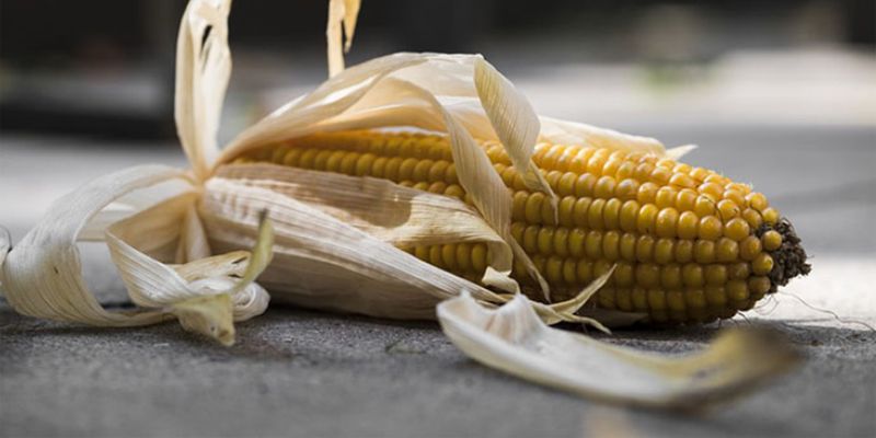 Минулого року Вінниччина втратила 40% врожаю кукурудзи