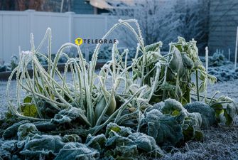 Весенние заморозки не испортят посевы: простые способы защитить растения