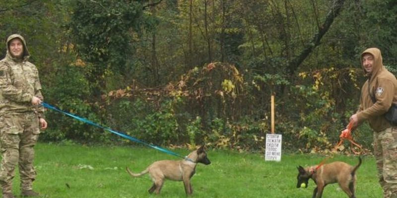 Собаки-терапевты: на Закарпатье внедряют канистерапию для реабилитации бойцов