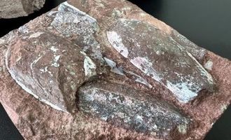 Житель Тернополя пытался отправить за границу посылки с уникальными древними окаменелостями