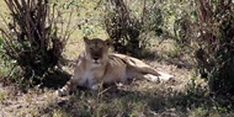 Львица съела антилопу на глазах у туристов
