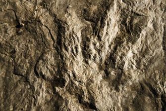 В наскальных рисунках обнаружили следы динозавров в возрасте 145 млн лет