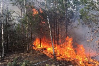 На Харьковщине горят четыре гектара леса