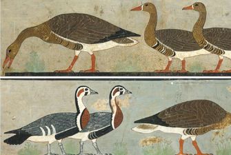Ученые идентифицировали вымерший вид гуся по картине, нарисованной в древнеегипетской гробнице
