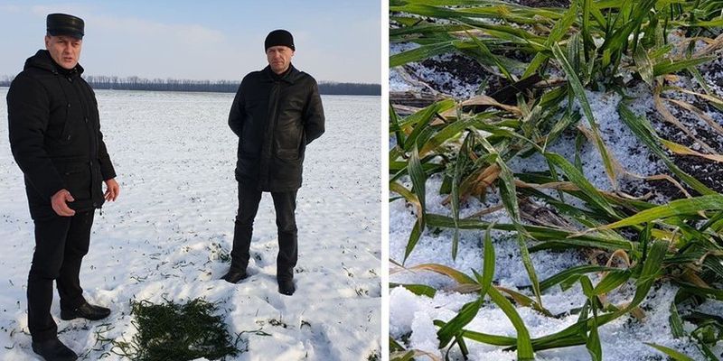 На Кіровоградщини посіви озимих можуть загинути від морозу