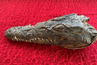 В Новой Зеландии на аукцион выставили голову крокодила, застреленного принцем Филиппом