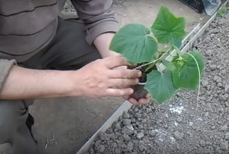 Як отримати хороший врожай огірків — найкращі дати для висівання розсади