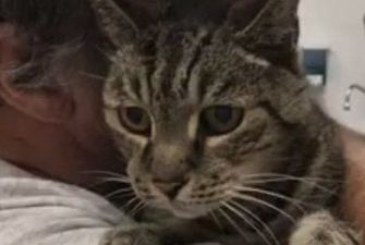 В Сети показали трогательную встречу кота с хозяином после семи лет разлуки