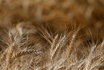 Б'ють рекорди: українські аграрії намолотили 73 мільйони тонн зерна