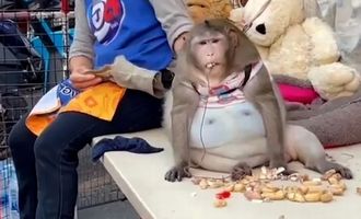 Пострадала от доброты: умерла "самая толстая в мире обезьяна" по кличке Годзилла