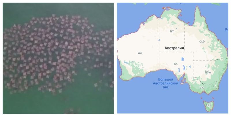 Сотни скатов у берегов Австралии повторили в воде форму материка