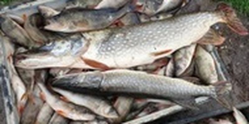 Рыбалка на миллион: какие санкции предусмотрены за незаконно добытую рыбу