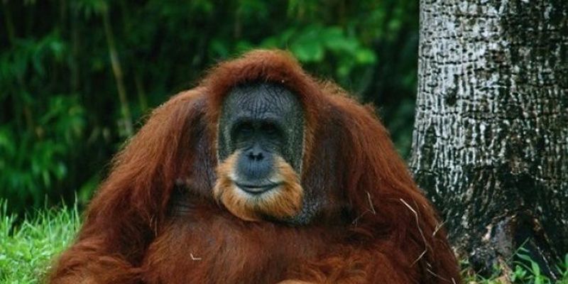 Биологи расшифровали язык орангутангов