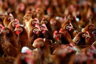 Україна увійшла до ТОП-3 постачальників м'яса птиці в Євросоюз