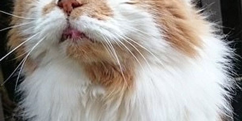 Помер найстаріший кіт у світі, він прожив 31 рік
