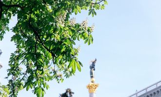 В Киеве цветут каштаны: фото