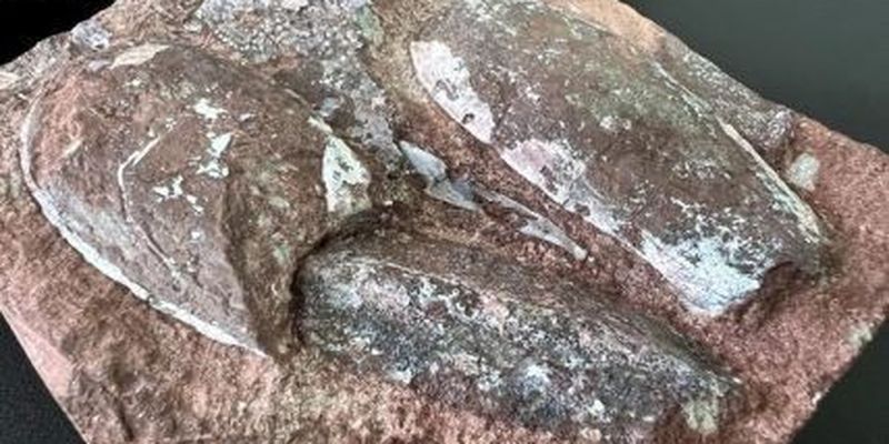 Житель Тернополя пытался отправить за границу посылки с уникальными древними окаменелостями