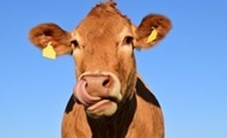 Впервые в истории коровы заразились смертоносным вирусом
