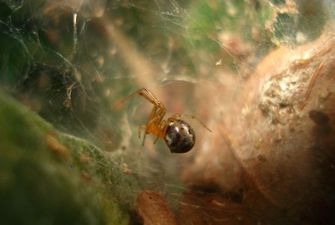 Через "кліматичний хаос" павуки стають дедалі агресивнішими – дослідження