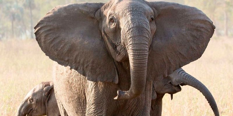 Через браконьєрів слони мутували і народжуються без бивнів