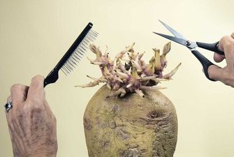 "Картофель в парикмахерской" победил на британском конкурсе