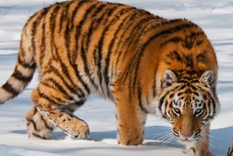 Россиянин хранил в морозилке тушу амурского тигра