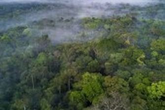 На Facebook незаконно продають ділянки тропічних лісів Амазонії