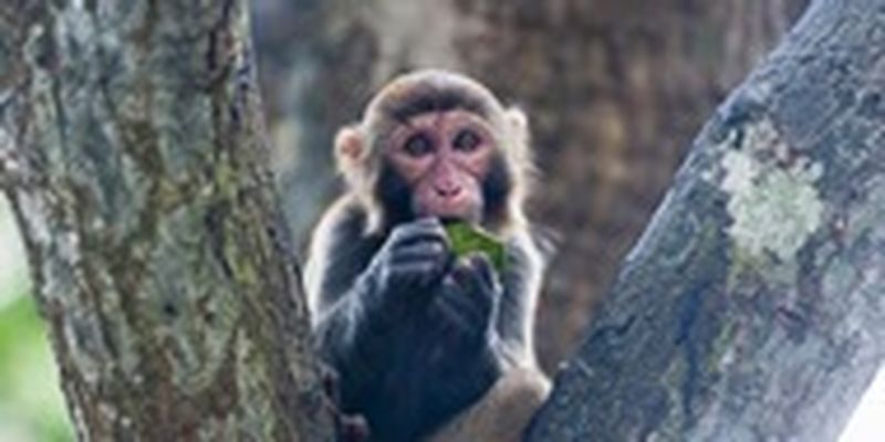В Европе зафиксированы случаи новой болезни - оспы обезьян