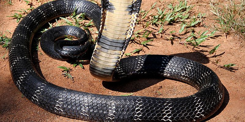 Маленький Чак Норрис. 8-летний мальчик в Индии убил ядовитую змею своим укусом