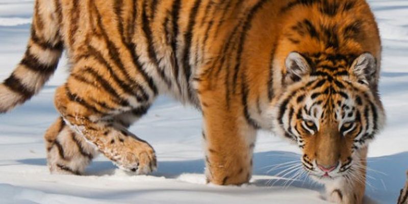 Россиянин хранил в морозилке тушу амурского тигра