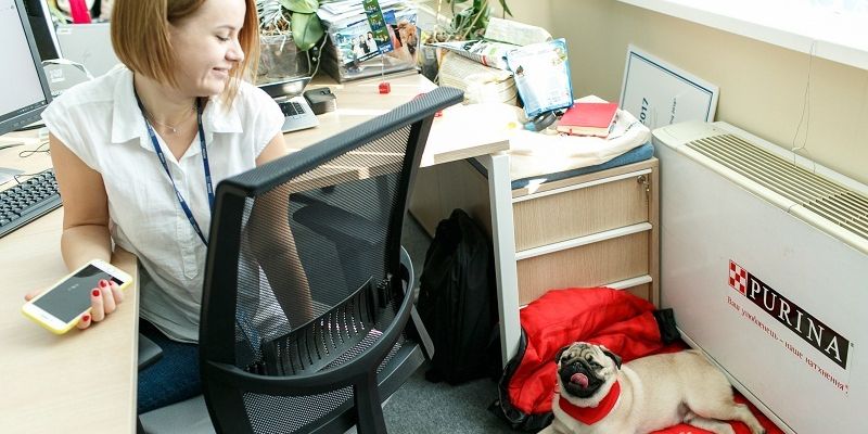 Домашние животные в офисе: в Nestle разрешили сотрудникам приводить на работу собак