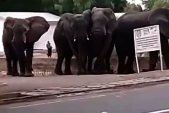 В Камеруне слоны из-за жажды затоптали двух человек