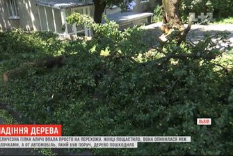 У Львові на літню жінку рухнула гілка дерева