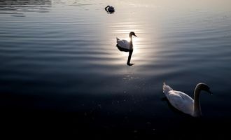 Лебеди Елизаветы II: На Темзе начали ежегодную перепись птиц