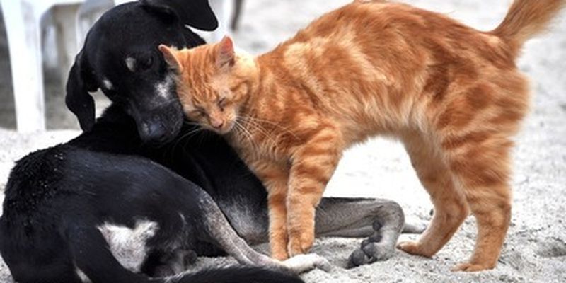 Станут лучшими друзьями: эти породы собак лучше всего подружатся с кошками