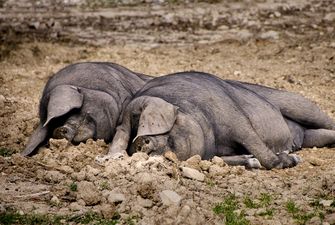 Через АЧС в Китаї знищили майже мільйон свиней